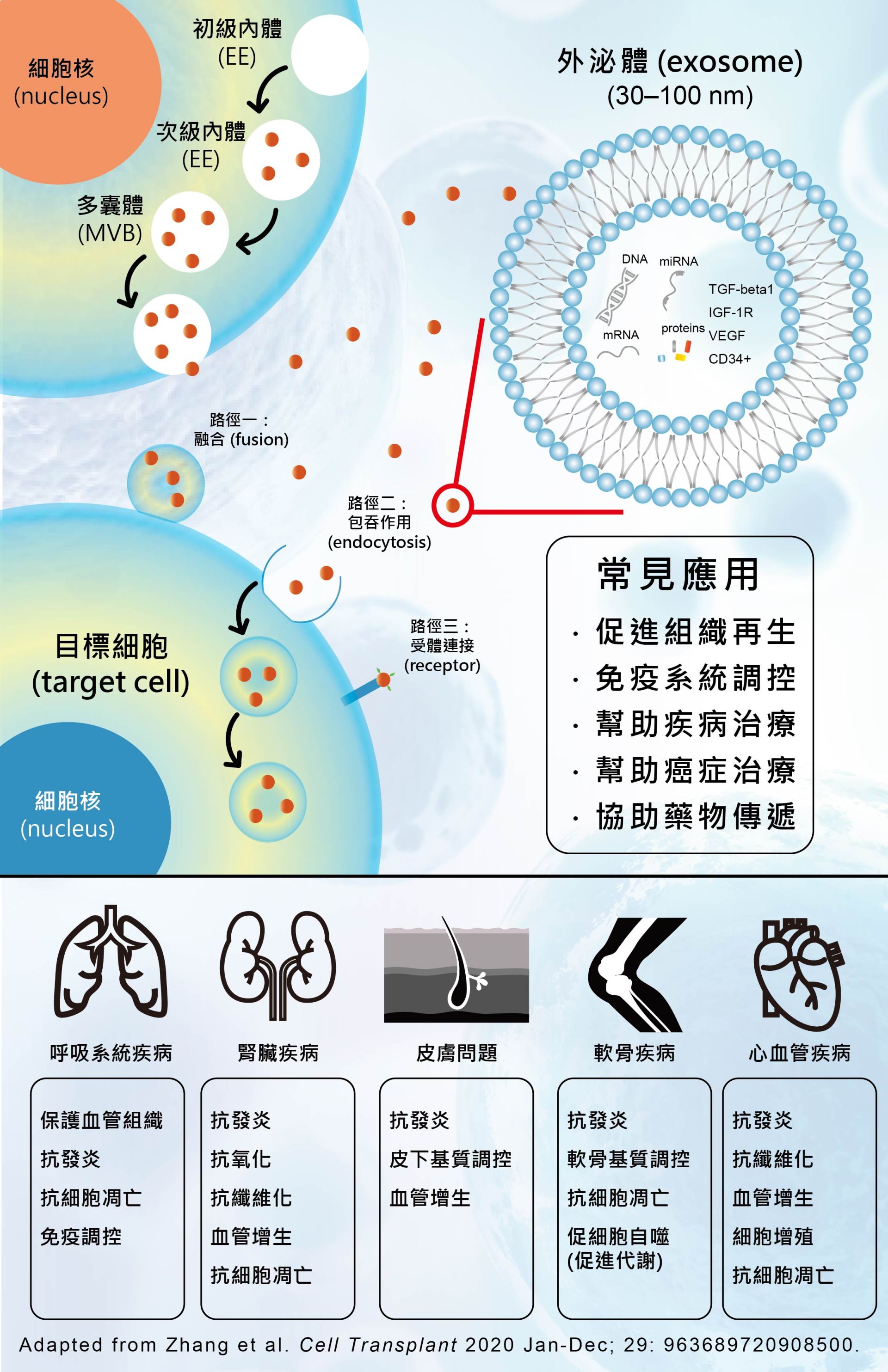 外泌體及應用